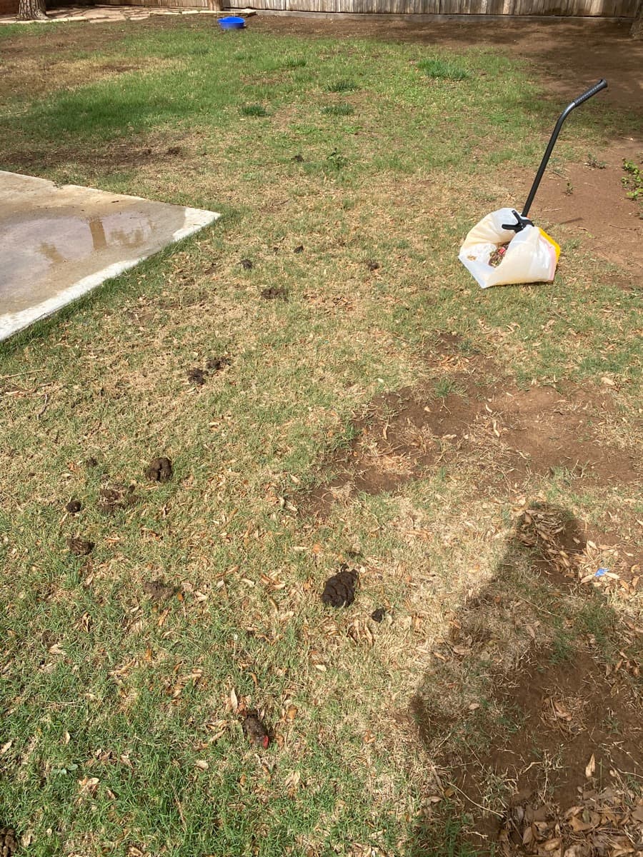 Before — Yard Needing Service
