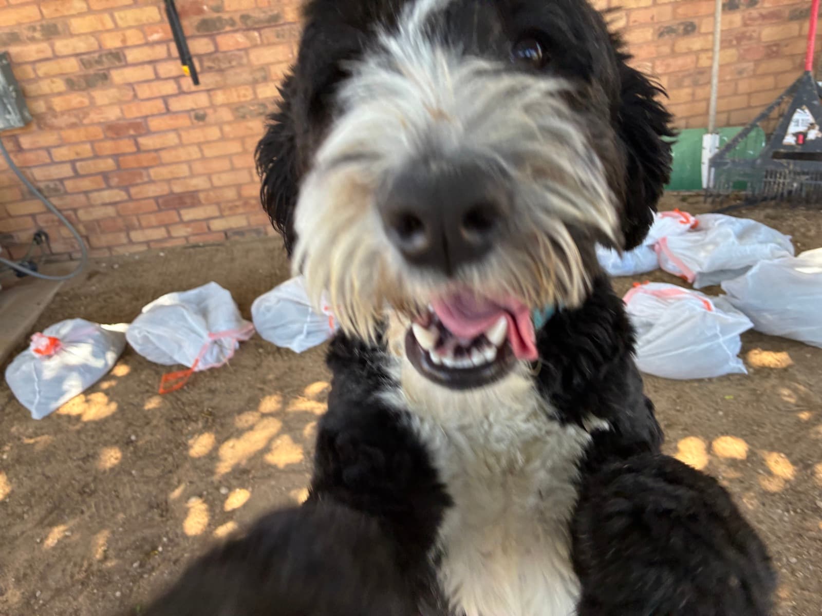 Another Job Done — One Happy Pup!